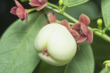 Breynia androgyna ve çiçeğinin yakın plan çekimi.. 