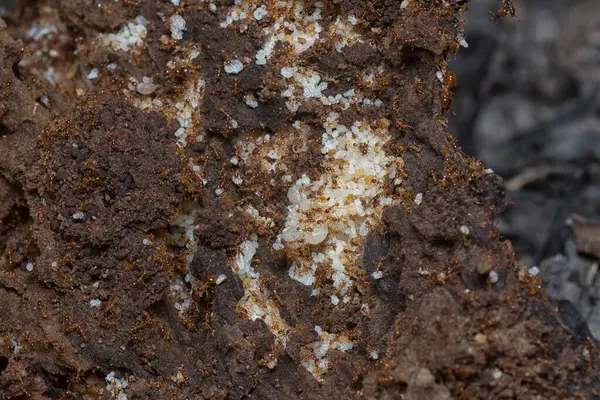 Kahverengi humus toprağındaki beyaz yumurta larvalarıyla beslenen küçük kırmızı karınca kolonisi..