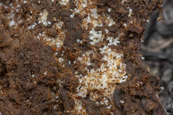 Kahverengi humus toprağındaki beyaz yumurta larvalarıyla beslenen küçük kırmızı karınca kolonisi..