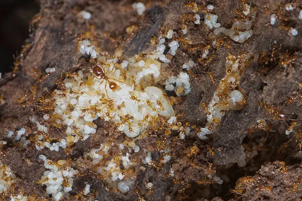 Kahverengi humus toprağındaki beyaz yumurta larvalarıyla beslenen küçük kırmızı karınca kolonisi..