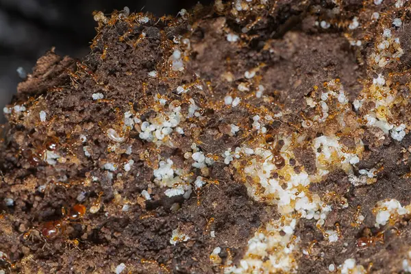 Kahverengi humus toprağındaki beyaz yumurta larvalarıyla beslenen küçük kırmızı karınca kolonisi..