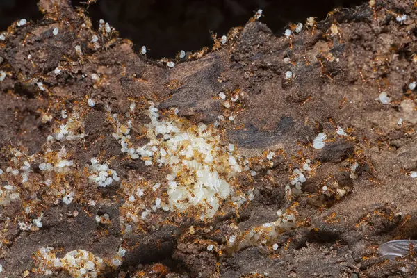 Kahverengi humus toprağındaki beyaz yumurta larvalarıyla beslenen küçük kırmızı karınca kolonisi..