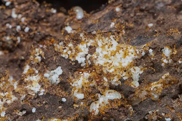 Kahverengi humus toprağındaki beyaz yumurta larvalarıyla beslenen küçük kırmızı karınca kolonisi..