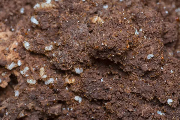 Kahverengi humus toprağındaki beyaz yumurta larvalarıyla beslenen küçük kırmızı karınca kolonisi..