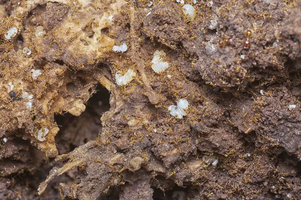 Kahverengi humus toprağındaki beyaz yumurta larvalarıyla beslenen küçük kırmızı karınca kolonisi..