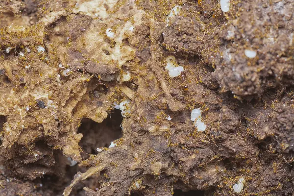 Kahverengi humus toprağındaki beyaz yumurta larvalarıyla beslenen küçük kırmızı karınca kolonisi..