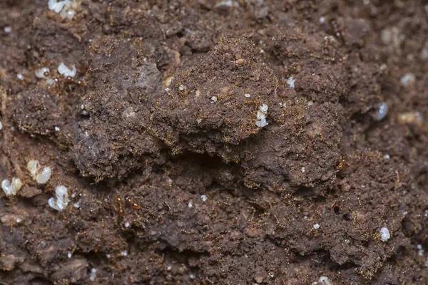 Kahverengi humus toprağındaki beyaz yumurta larvalarıyla beslenen küçük kırmızı karınca kolonisi..