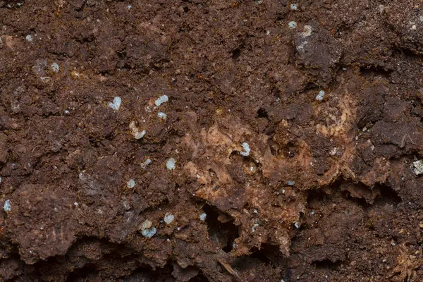 Kahverengi humus toprağındaki beyaz yumurta larvalarıyla beslenen küçük kırmızı karınca kolonisi..