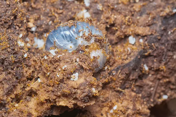 Kahverengi humus toprağındaki beyaz yumurta larvalarıyla beslenen küçük kırmızı karınca kolonisi..