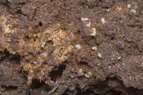 Kahverengi humus toprağındaki beyaz yumurta larvalarıyla beslenen küçük kırmızı karınca kolonisi..