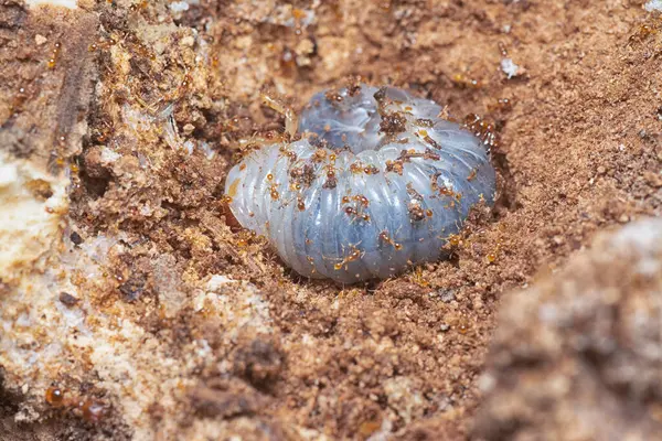 Kahverengi humus toprağındaki beyaz yumurta larvalarıyla beslenen küçük kırmızı karınca kolonisi..