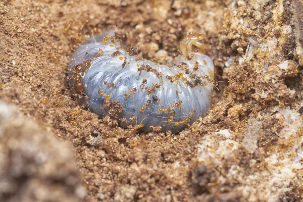 Kahverengi humus toprağındaki beyaz yumurta larvalarıyla beslenen küçük kırmızı karınca kolonisi..