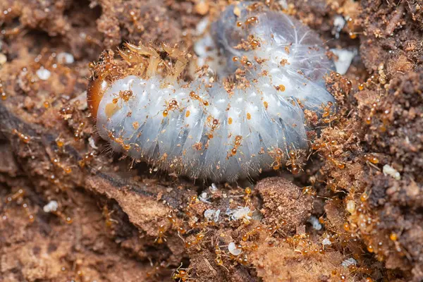 Kahverengi humus toprağındaki beyaz yumurta larvalarıyla beslenen küçük kırmızı karınca kolonisi..