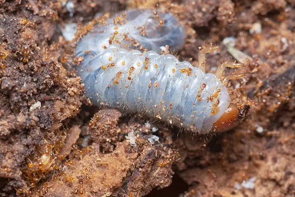 Kahverengi humus toprağındaki beyaz yumurta larvalarıyla beslenen küçük kırmızı karınca kolonisi..