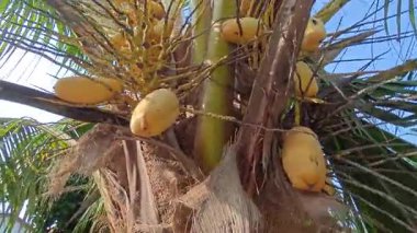 Ağaç gövdesinde filizlenen genç hindistan cevizi meyveleri..