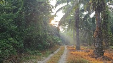 Ağaç gövdesinde filizlenen genç hindistan cevizi meyveleri..