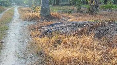 Sabah güneşi tarlaya giden yolda parıldıyor..  