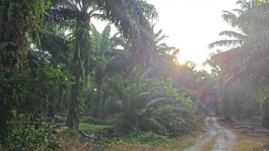 Sabah güneşi tarlaya giden yolda parıldıyor..  