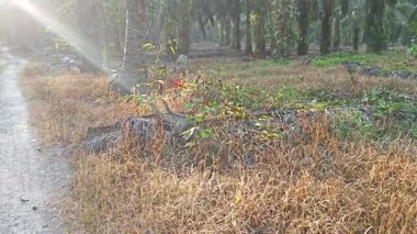 Sabah güneşi tarlaya giden yolda parıldıyor..  