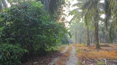 Sabah güneşi tarlaya giden yolda parıldıyor..  