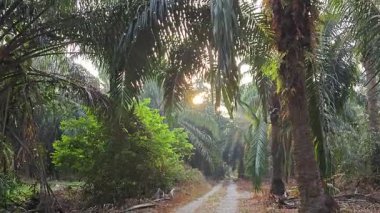 Sabah güneşi tarlaya giden yolda parıldıyor..  