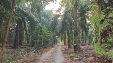 Sabah güneşi tarlaya giden yolda parıldıyor..  