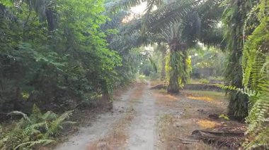 Sabah güneşi tarlaya giden yolda parıldıyor..  