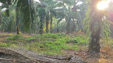 Sabah güneşi tarlaya giden yolda parıldıyor..  