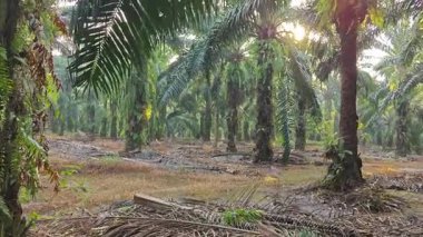 Sabah güneşi tarlaya giden yolda parıldıyor..  