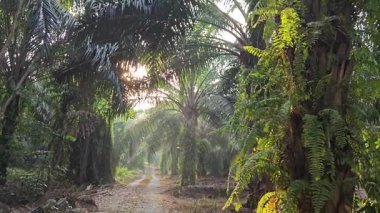 Sabah güneşi tarlaya giden yolda parıldıyor.. 