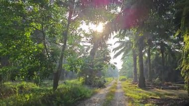 Sabah güneşi tarlaya giden yolda parıldıyor.. 
