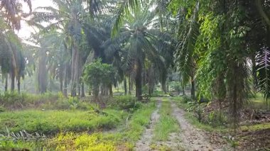 Sabah güneşi tarlaya giden yolda parıldıyor.. 