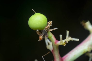 Bir mango ağacının dallarını yakından çek..