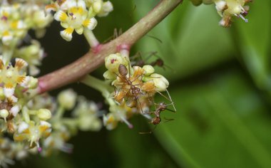 Bir mango ağacının dallarını yakından çek..