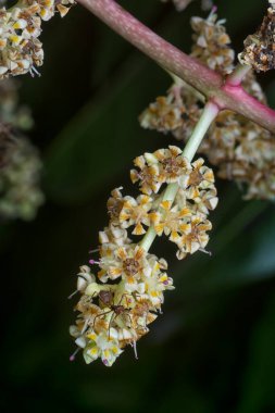 Bir mango ağacının dallarını yakından çek..