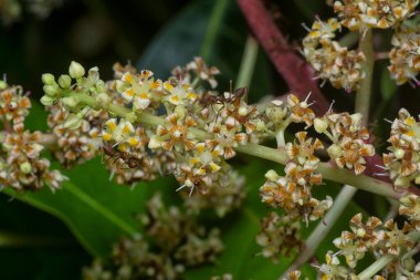Bir mango ağacının dallarını yakından çek..
