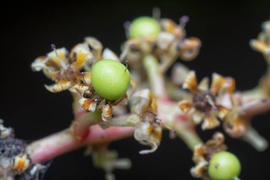 Bir mango ağacının dallarını yakından çek..