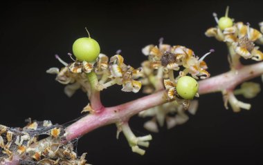 Bir mango ağacının dallarını yakından çek..