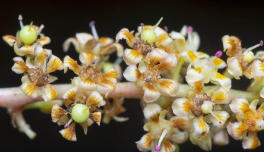 Bir mango ağacının dallarını yakından çek..