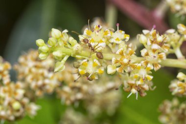 Bir mango ağacının dallarını yakından çek..
