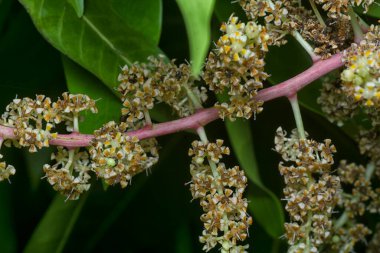 Bir mango ağacının dallarını yakından çek..