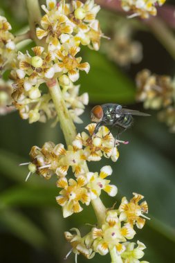 Bir mango ağacının dallarını yakından çek..