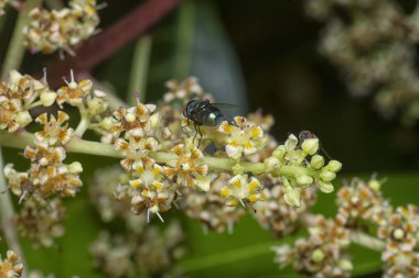 Bir mango ağacının dallarını yakından çek..