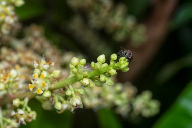 Bir mango ağacının dallarını yakından çek..