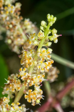 Bir mango ağacının dallarını yakından çek..