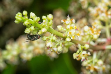 Bir mango ağacının dallarını yakından çek..
