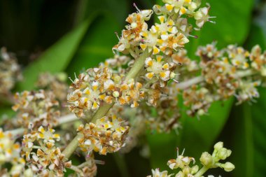 Bir mango ağacının dallarını yakından çek..