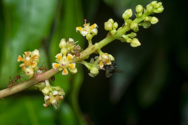 Bir mango ağacının dallarını yakından çek..