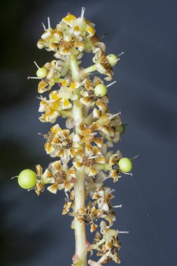 Bir mango ağacının dallarını yakından çek..
