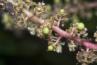 Bir mango ağacının dallarını yakından çek..